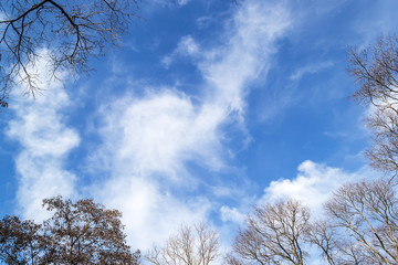 Wall Mural - Bright blue spring sky with white clouds in the frame of  tops of trees without leaves. Spring is coming concept