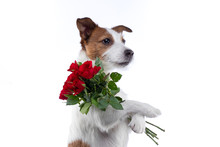 The Dog Holds A Bouquet Of Flowers In Its Paws. On Valentine's Day. Festive Pet. Jack Russell Terrier On A White Background