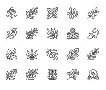 Medical Herbs Flat Line Icons. Medicinal Plants Echinacea, Melissa, Eucalyptus, Goji Berry, Basil, Ginger Root, Thyme, Chamomile. Thin Signs For Herbal Medicine. Pixel Perfect 64x64 Editable Strokes