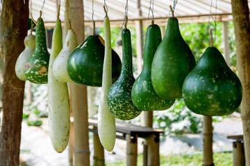 Wall Mural - Group of fresh ripe green Melon plant