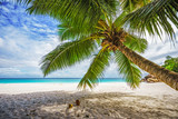 Fototapeta Sypialnia - Palm tree,white sand,turquoise water at tropical beach,paradise at seychelles 8