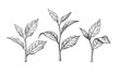 tea leaves. Ink sketch herbal illustration - Vector