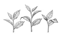 Tea Leaves. Ink Sketch Herbal Illustration - Vector