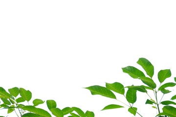 tropical trees with leaves branches on white isolated background for green foliage backdrop