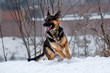 The running young dog of breed a German shepherd. Dog fingering in the snow.