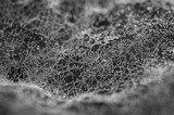 Krople rosy na pajęczej sieci - czarno białe - krople wody