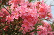 Oleander flowers in summer at Lake Maggiore, Italy