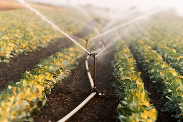 Wall Mural - Cabbage grows in the garden