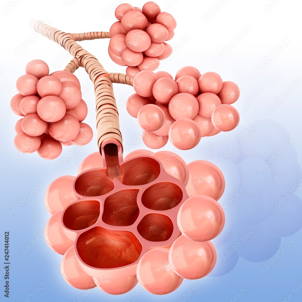 Lung alveoli, illustration Stock Photo | Adobe Stock