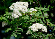 © vodolej - The blossoming mountain ash ordinary (Sorbus aucuparia L.)