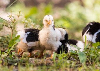 Poster - Small baby chicken in the yard