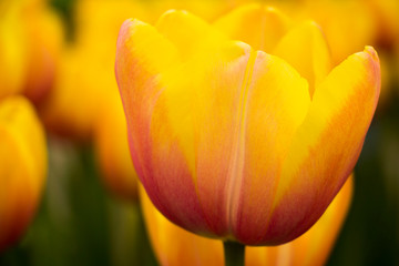 red and yellow tulip