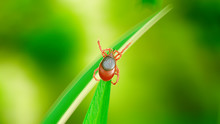 Illustration Of A Tick On A Blade Of Grass