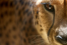 Closeup Portrait Of A Cheetah, Lovely Big Cat