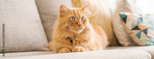 Beautiful Ginger Long Hair Cat Lying On The Sofa On A Sunny Day At