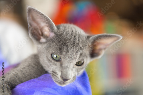 Blue Oriental Shorthair Kitten Buy This Stock Photo And Explore