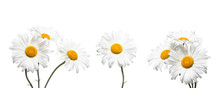 White Chamomile Flowers Collage, Floral Design Wallpaper