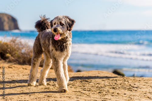 Plakat Aussiedoodle szczeniak bawić się na plaży. Aussiedoodle to designerska mieszanka psów czystej krwi Pudel i australijskiego Sheparda. Są psami towarzyszącymi.