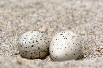 Nest with eggs of American oystercatcher (Haematopus palliatus) found on the sand