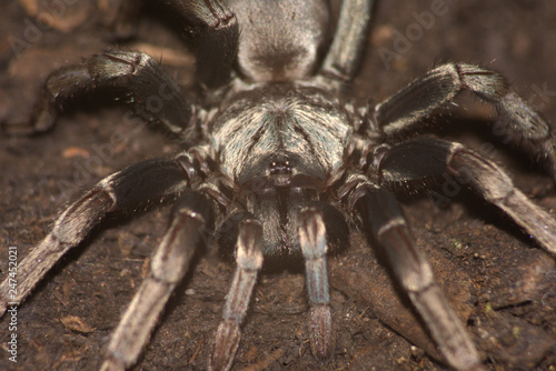 Plakat Fałszywa tarantula (Calisoga longitarsis)