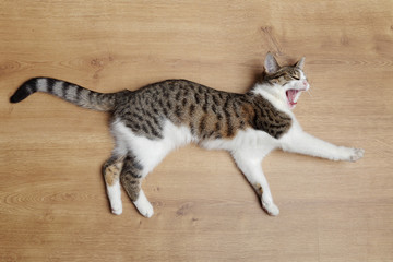 Fototapete - jeune chat tigré européen tabby espiègle 