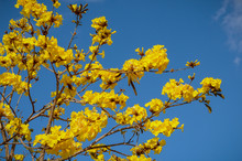 Spring Tree With Yellow Flowers 