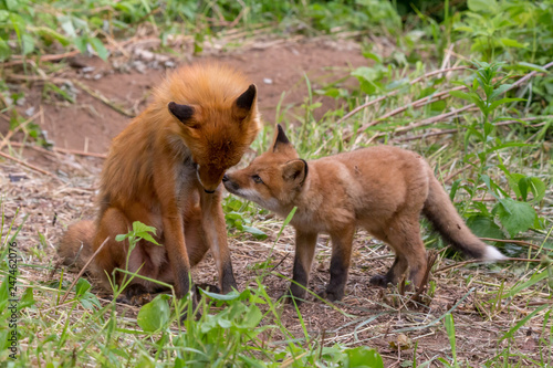 Камчатка. Анадырьская лисица. Canvas-taulu
