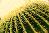 Fototapeta  - Cactus texture background, close up 