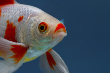 Poster - White fish with red spots on blue, Goldfish in fishtank, Macro closeup