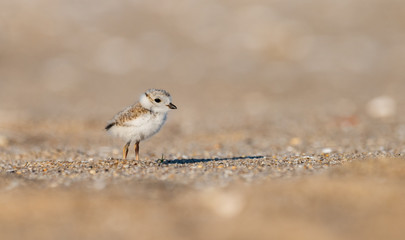 Wall Mural - Piping Plover