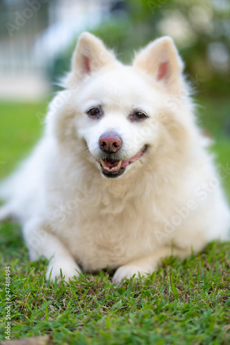 The Long Haired White Dog On The Lawn Buy This Stock Photo And