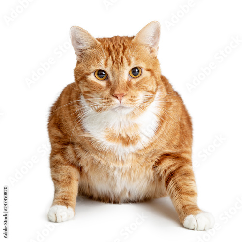 Cat Door Stickers Cat Door Murals Ireland