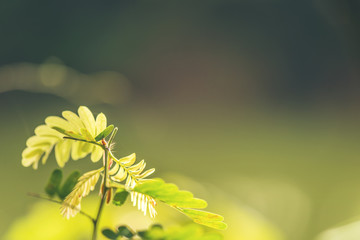 Wall Mural - abstract bokeh blur green color for background