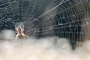 Spider and his Web