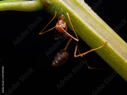Zdjęcie XXL czerwona mrówka w przyrodzie