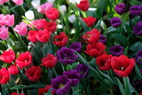 Fototapeta Tulipany - field of red tulips flowers