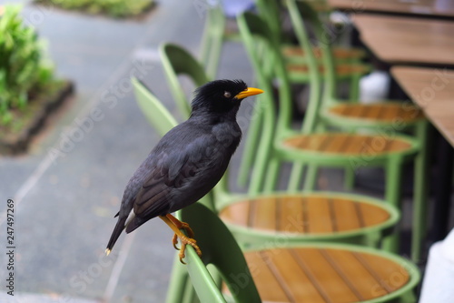 Oiseau Noir Avec Bec Jaune Sur Chaise Verte Dans Un Parc