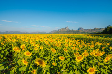 Sunflower field in Thailand.2