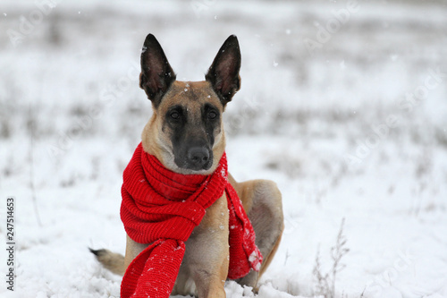 Plakat Zima portret Malinois pies w Czerwonym szaliku