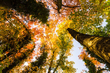 Vibrant autumn colors on a sunny day in the forest