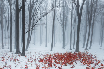 Fototapete - Trail covered in snow in romantic foggy forest. Trees with red leaves. Winter cold day