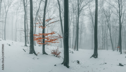 Trail covered in snow in ro...