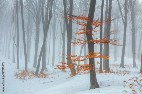 Red leaves tree in winter f...
