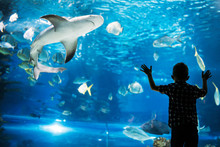 Silhouette Of A Boy Looking At Fish In The Aquarium.