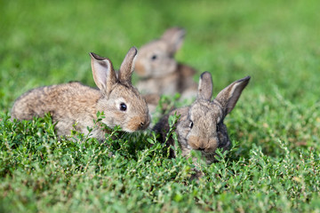 Wall Mural - little gray rabbit on green grass background