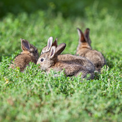 Wall Mural - little gray rabbit on green grass background