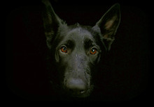 Portrait Of A Black German Shepherd Dog On A Black Background