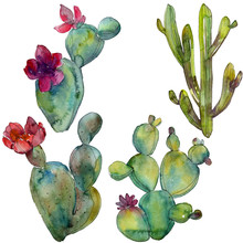 Green Cactus Floral Botanical Flower. Watercolor Background Illustration Set. Isolated Cacti Illustration Element.