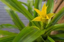 Bromeliad (Vriesea) .Aechmea Fasciata, Urn Plant, Bromeliaceae, Guzmania.Close Up Yellow Bromeliad Flower In Garden.tropical Plant