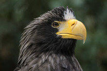 Closeup Portrait Of A Steller's Sea Eagle
